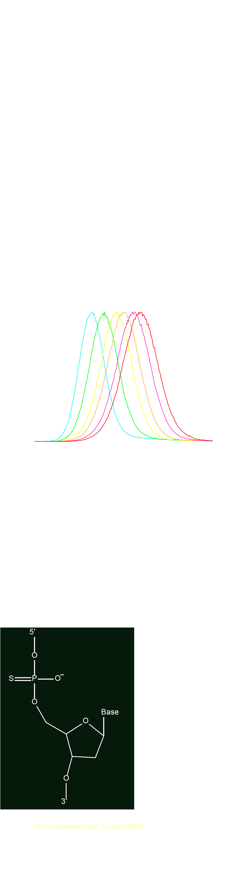 DNA Functionalized Quantum Dot Synthesis The cadmium telluride (CdTe)/cadmium sulfide (CdS) core/shell quantum dots (QDs) were synthesized in a two-part procedure [1]. First, the core nanoparticles were produced. Briefly, freshly prepared sodium hydrogen telluride (NaHTe) was reacted with cadmium nitrate (Cd(NO3)2) in the presence of 3-mercaptopropionic acid (MPA) overnight. MPA in this reaction was used to control the QD growth and also served as a capping agent for the nanoparticles. For a detailed description of the experimental procedure, please refer to the Lab Book section of this website. The synthesis yielded CdTe cores with an emission maximum at 480 nm, which corresponds to the emission profile reported in the literature (Figure 1). ﷯ Figure 1. Emission spectrum of the synthesized cores. In the next step, a CdS shell was grown around the CdTe cores as lysozyme specific aptamers were incorporated into these CdS shells. Briefly, CdTe cores prepared in the first step were incubated in the presence of cadmium chloride (CdCl2) (source of cadmium), MPA (source of sulfur), and lysozyme specific aptamers in an oven at 90 degrees Celsius for different times allowing the growth of the shells of different thickness. For a detailed description of the experimental procedure, please refer to the Lab Book section of this website. The thickness of the shell determines the emission color of QDs. The incubation times were optimized to yield CdTe/CdS core/shell QDs that exhibit emission colors that span the visible range between 550 and 630 nm (Figure 2). ﷯ Figure 2. Emission spectra of CdTe/CdS core/shell QDs with different shell thickness. The incubation times for the shell growth were (left to right) 20, 30, 40, 50, 60, 70 minutes. DNA is often linked to solid surfaces through a sulfur containing moiety that is covalently attached to the DNA strand at one end. For example, thiols form strong bonds with gold surfaces. In order for the DNA to stay attached to the surface during interactions with target molecules, the affinity of the DNA towards the surface of the QD must be greater than the affinity of the DNA towards the target. For the CdTe quantum dots used in this project, the strength of the Cd-S bond (ΔH = 208.4 kJ/mol) is similar to the strength of the Cd-O bond (ΔH = 235.6 kJ/mol). Thus, the affinity of a thiolated DNA molecule for the QD surface would be similar to the affinity of the capping agent, water, or other substances containing oxygen for the same surface. Therefore, these molecules could potentially displace the thiolated DNA from the surface. To avoid this issue, we used a different, one-step functionalization strategy, where a CdS shell was grown around previously formed CdTe cores while the first five nucleotides in the aptamer strand were embedded throughout the thickness of the shell, anchoring the DNA to the QD with multiple Cd-S bonds. This was achieved by introducing sulfur into the strand using phosphorothioate bonds (Figure 1) to connect these first five nucleotides in the strand; the rest of the sequence contained conventional phosphodiester bonds. With this method, we produced robust DNA functionalized core/shell QDs [1]. Furthermore, in the aptamer a spacer consisting of several thymine nucleotides followed the phosphorothioated region, separating this region from the lysozyme specific region of the DNA strand. The thymine spacer was introduced to ensure that the QD surface does not affect the active region of the aptamer and its affinity for lysozyme. For more information on the aptamer sequence, please refer to the Lab Book section of this website. ﷯ Figure 3. Phosphorothioated nucleotide. Functionalization of CdTe/CdS core/shell quantum dots with lysozyme specific aptamers was confirmed by Förster Resonance Energy Transfer (FRET) experiments. References: [1] Deng, Z.; Samanta, A.; Nangreave, J.; Yan, H.; Liu, Y. Robust DNA-Functionalized Core/Shell Quantum Dots with Fluorescent Emission Spanning from UV–vis to Near-IR and Compatible with DNA-Directed Self-Assembly. Journal of the American Chemical Society, 134, 2012, 17424. 